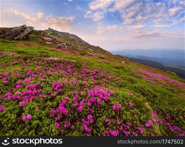 Pink rose rhododendron flowers  in front, close-up  on summer mountain slope and Pip Ivan Mount peak behind with observatory ruins. Carpathian, Chornohora,  Ukraine.