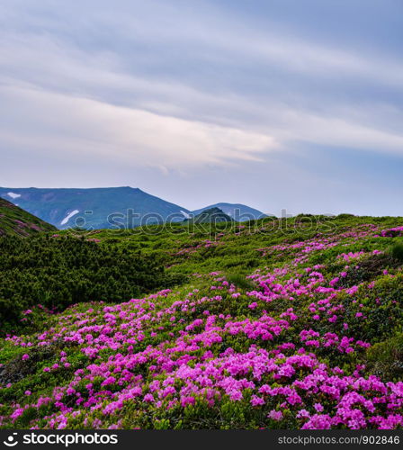 Pink rose rhododendron flowers (in front) on summer evening mountain slope. Carpathian, Chornohora, Ukraine.