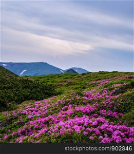 Pink rose rhododendron flowers (in front) on summer evening mountain slope. Carpathian, Chornohora, Ukraine.