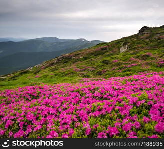 Pink rose rhododendron flowers (in front) on summer mountain ridge, Carpathian, Chornohora, Ukraine.