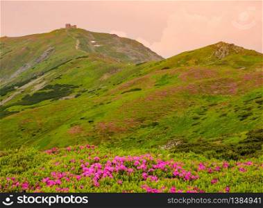 Pink rose rhododendron flowers (in front) on summer mountain slope and Pip Ivan Mount peak behind. Carpathian, Chornohora, Ukraine.