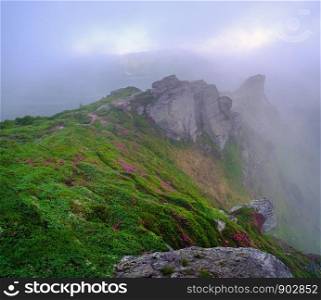 Pink rose rhododendron flowers on early morning summer misty mountain slope with clouds and fog. Carpathian, Ukraine.