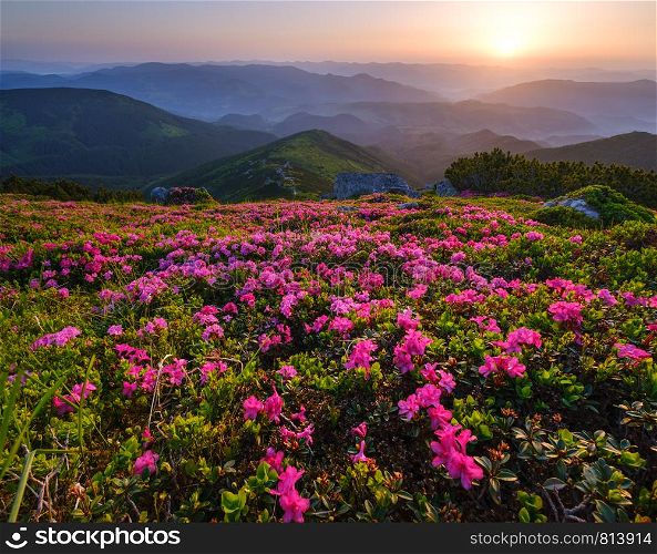 Pink rose rhododendron flowers on early morning summer mountain slope. Carpathian, Chornohora, Ukraine.