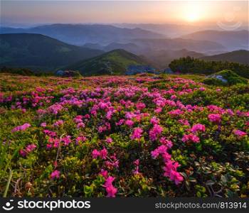 Pink rose rhododendron flowers on early morning summer mountain slope. Carpathian, Chornohora, Ukraine.