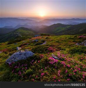 Pink rose rhododendron flowers on early morning summer mountain slope, Carpathian, Chornohora,  Ukraine.