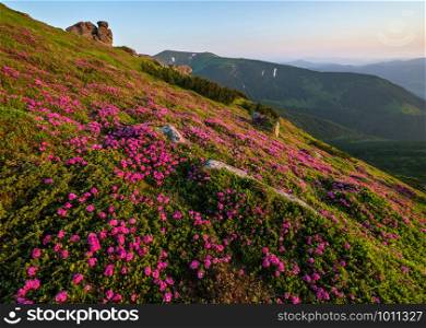 Pink rose rhododendron flowers on early morning summer mountain slope. Vuhatyj Kaminj, Carpathian, Chornohora, Ukraine.