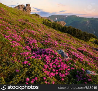 Pink rose rhododendron flowers on early morning summer mountain slope. Vuhatyj Kaminj, Carpathian, Chornohora, Ukraine.