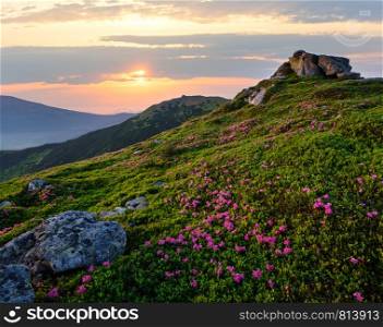 Pink rose rhododendron flowers on evening sunset summer mountain slope and Pip Ivan Mount top. Carpathian, Chornohora, Ukraine.