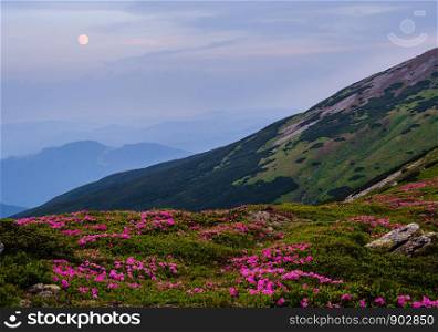 Pink rose rhododendron flowers on evening twilight summer mountain slope. And full Moon in sky. Carpathian, Chornohora, Ukraine.