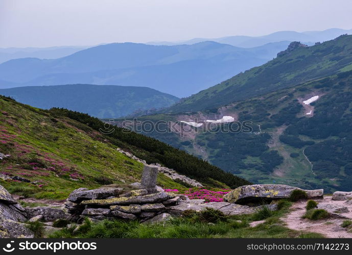 Pink rose rhododendron flowers on summer evening mountain ridge, Carpathian, Chornohora, Ukraine.