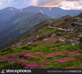 Pink rose rhododendron flowers on summer evening mountain ridge, Carpathian, Chornohora, Ukraine.