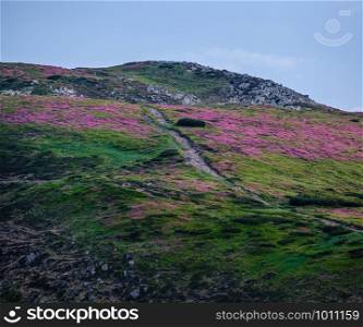 Pink rose rhododendron flowers on summer evening twilight mountain slope with path. Carpathian, Chornohora, Ukraine.