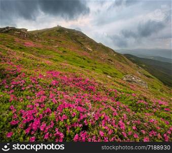 Pink rose rhododendron flowers on summer mountain slope. Pip Ivan Mount peak with observatory ruins and cloudy overcast sky behind. Carpathian, Chornohora, Ukraine.
