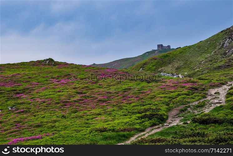 Pink rose rhododendron flowers on summer mountain slope and Pip Ivan Mount peak behind with observatory ruins. Carpathian, Chornohora, Ukraine.