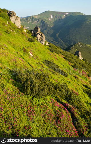 Pink rose rhododendron flowers on summer mountain slope. Carpathian, Chornohora, Ukraine.