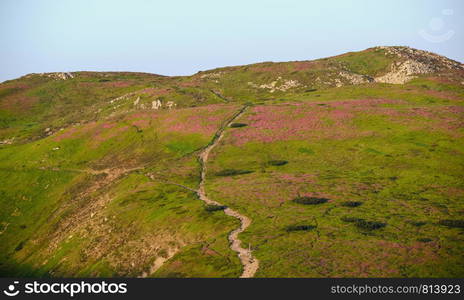 Pink rose rhododendron flowers on summer mountain slope. Carpathian, Chornohora, Ukraine.