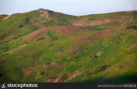 Pink rose rhododendron flowers on summer mountain slope. Carpathian, Chornohora, Ukraine.