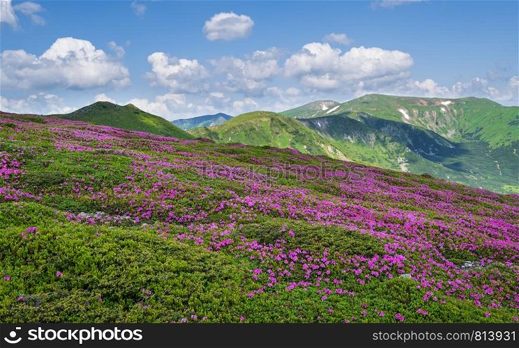 Pink rose rhododendron flowers on summer mountain slope. Carpathian, Chornohora, Ukraine.