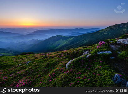 Pink rose rhododendron flowers on summer mountain slope. Carpathian, Chornohora, Ukraine. Sunrise view from top.