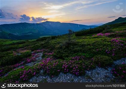 Pink rose rhododendron flowers on summer mountain slope. Sunset. Evening twilight Carpathians view, Chornohora, Ukraine.