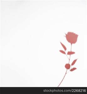 pink rose shadow isolated white background