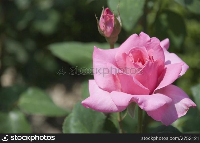 Pink rose with a violet shade on effective blur a background