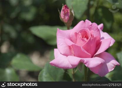 Pink rose with a violet shade on effective blur a background