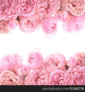 Pink roses border design isolated on white