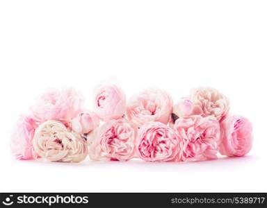 Pink roses bunch closeup in vase on white