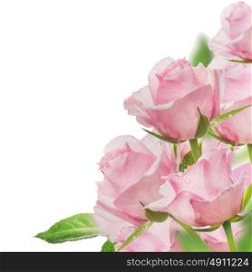 Pink roses bunch, isolated on white background
