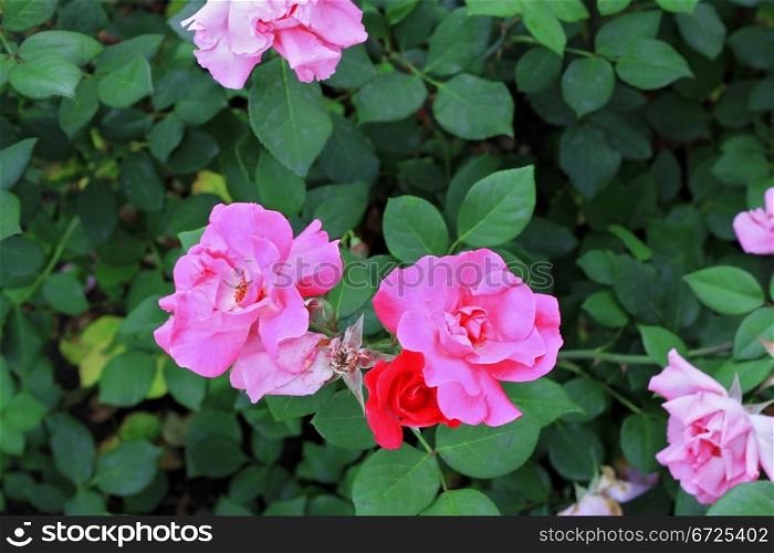 Pink roses bush blooming in the garden
