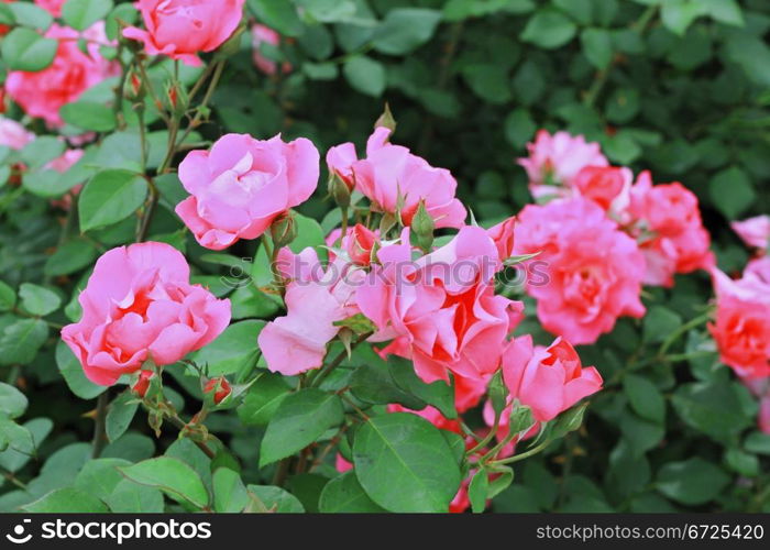 Pink roses bush blooming in the garden