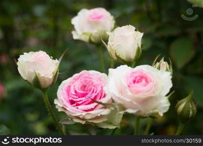 Pink roses bush in the garden, stock photo