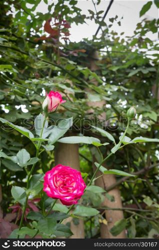 Pink roses bush in the garden, stock photo