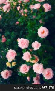 Pink roses, close-up