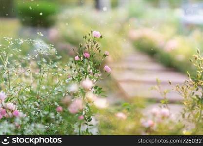 Pink roses garden with blur background