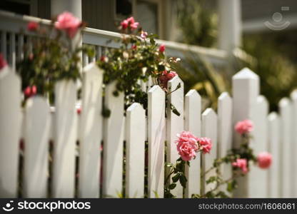 Pink roses growing over white picket fence.