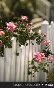 Pink roses growing over white picket fence.