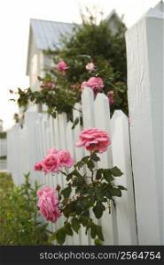 Pink roses growing over white picket fence.