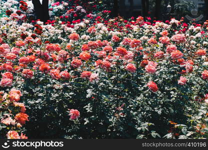 Pink roses in a botanical park in Istanbul on display