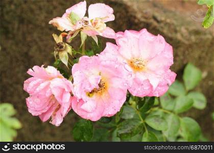 Pink roses in a garden