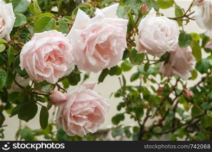 Pink roses in a garden during spring