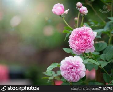 Pink roses in the garden, Chiang mai Thailand, Valentine concept.
