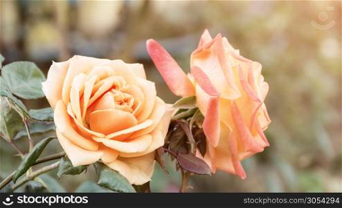 pink roses in the garden, vintage color.