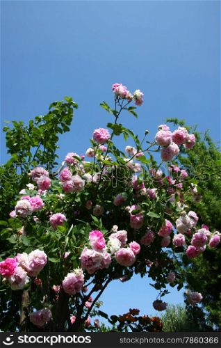 Pink roses in the village garden