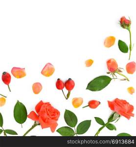 Pink roses isolated on white background. Flat lay, top view. Free space for text.