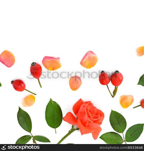 Pink roses isolated on white background. Flat lay, top view. Free space for text.