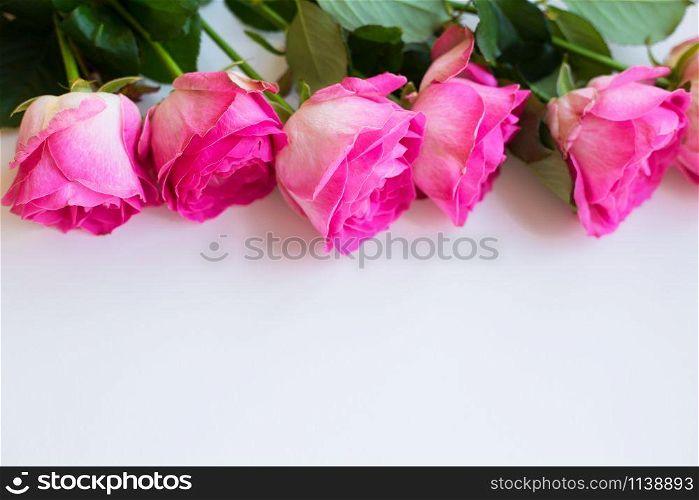 pink roses lay in a row on a white table, close-up. Valentine background with copy space. beautiful pink rose