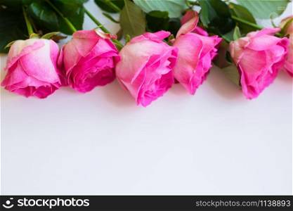 pink roses lay in a row on a white table, close-up. Valentine background with copy space. beautiful pink rose