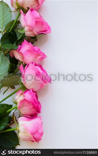 Pink roses lay in a row on a white table. Valentine background with copy space. beautiful pink rose